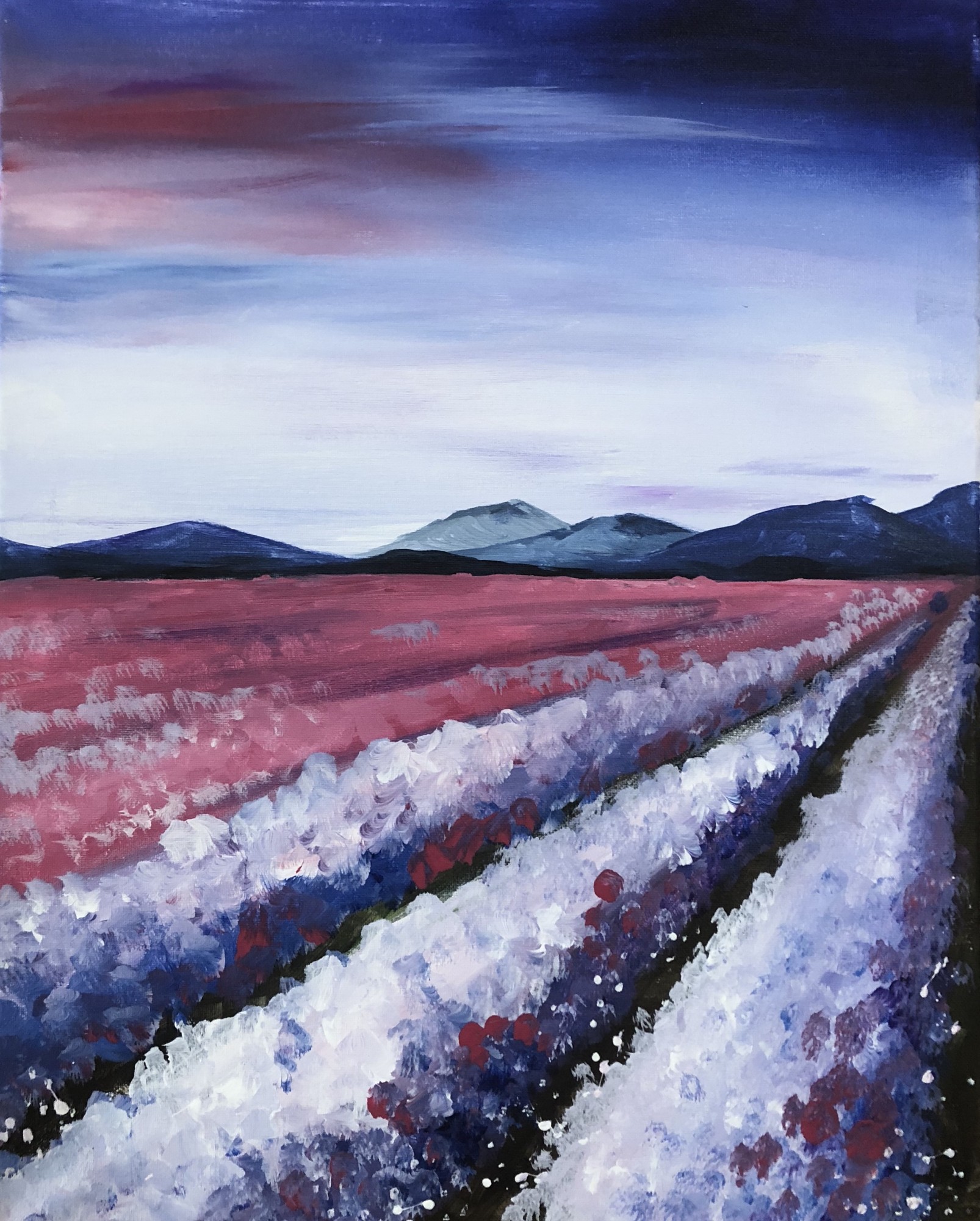 Lavender Fields 